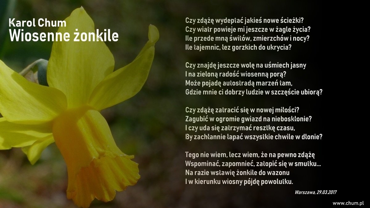 🔖Karol Chum: Wiosenne żonkile /61/